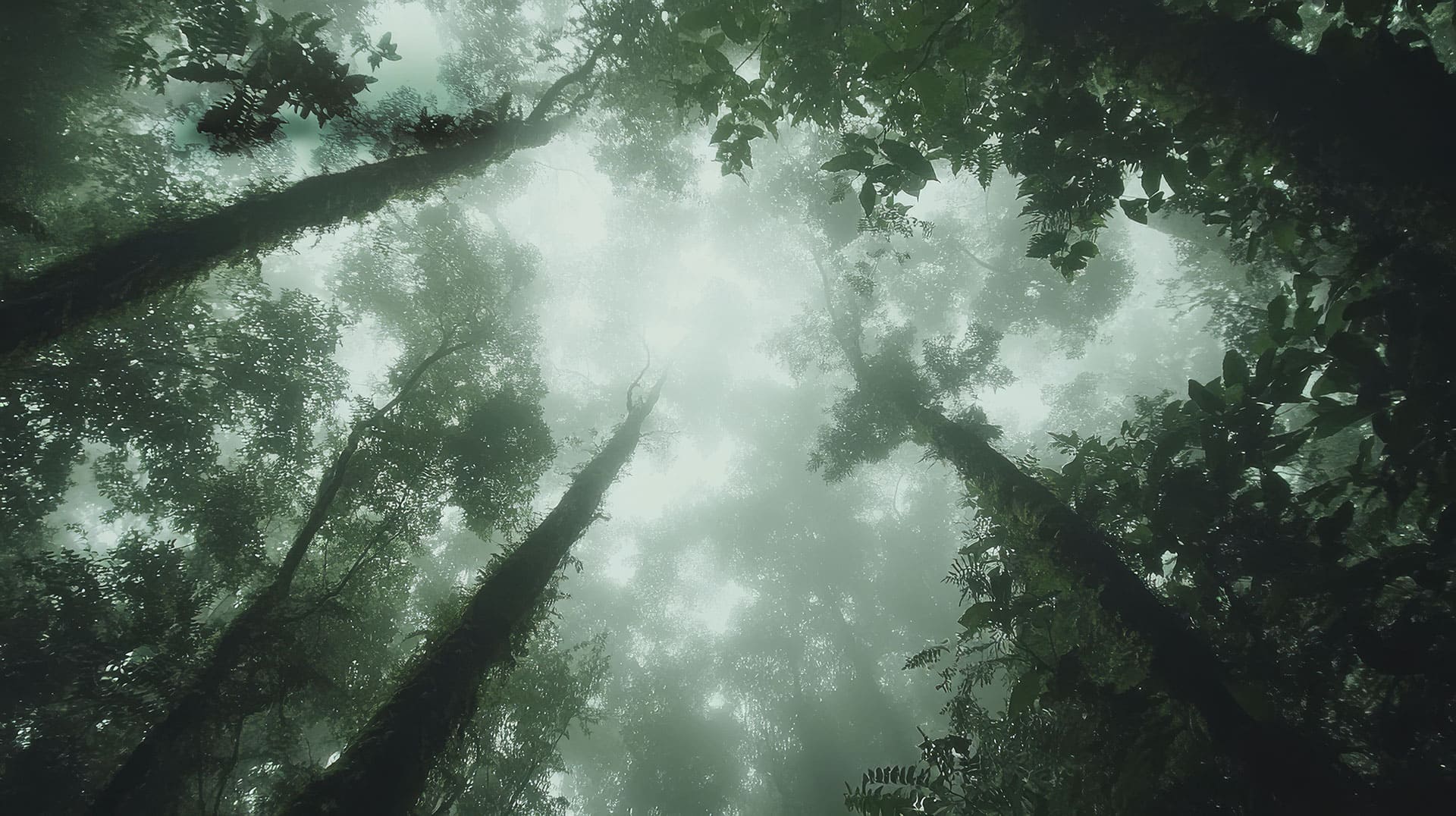 Bosque Verde